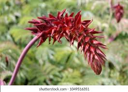 Image result for Melianthaceae