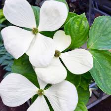 Image result for Cornus