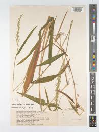 Image result for Setaria barbata