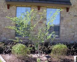 The small evergreen tree known as texas mountain laurel, or sophora secundiflora, grows to 25 feet tall. Ornamental Trees For Austin Photos Of Ornamental Trees For Austin
