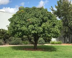 Mango Tree - Live Fruit Tree in A 3 Gallon Pot - Mangifera Indica 'Lancetilla' - Tropical Edible Fruit Bearing Tree