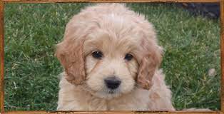 Goldendoodle puppies for sale near me, goldendoodle breeders near me, goldendoodle handsome golden doodle puppies for sale in georgia. Adorable English Mini Teddy Bear Goldendoodle Puppy Goldendoodle Puppy Goldendoodle Teddy Bear Goldendoodle