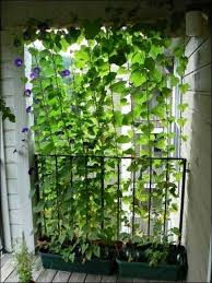 Kletterpflanzen Fur Balkon 27 Super Ideen Kleiner Balkon Garten Wohnung Mit Balkon Einrichten Sichtschutz Terrasse