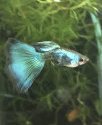 10 Live Blue Green Moscow Guppy Fry Fancy Guppy Freshwater Fish Guppy Fish Guppy Fish Pet