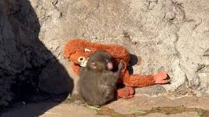 IKEA donates stuffed animals to Punch the monkey. Get one for for $20.