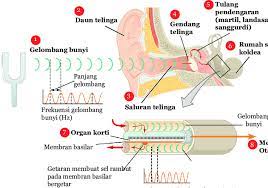 Permainan dan menuliskan hasilnya pada. Gambar 10 16 Proses Mendengar Pada Manusia Download Scientific Diagram