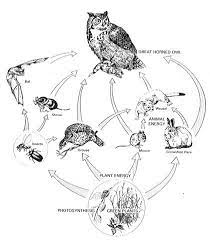 Pin On Birds