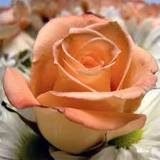 Enjoy the best free online jigsaw, with a new puzzle every day. Flower Jigsaw Puzzles Aplicaciones En Google Play