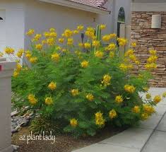 Bird Of Paradise Bush Arizona Caesalpinia Mexicana Desert Garden Birds Of Paradise Plant Xeriscape