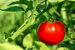 With beautiful, stylish interior finishes you will immediately find yourself feeling at home. Tomatoes Numerous Varieties Greenhouse In Bentonville Ar Matkins Flowers Greenhouse