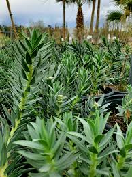 Image result for Euphorbia