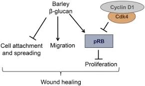 Momentan nu exista niciun comentariu la oug 78 din 2017. Barley B Glucan Accelerates Wound Healing By Favoring Migration Versus Proliferation Of Human Dermal Fibroblasts Sciencedirect