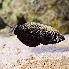 Generally, leopard wrasses can be tricky and difficult to keep but there are a few things one can do to optimize the chance for success. Black Leopard Wrasse Saltwater Aquarium Fish For Marine Aquariums