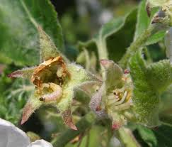 Image result for květopas jahodníkový