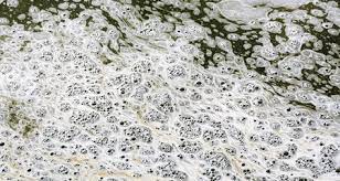 Check spelling or type a new query. Pond Foam What Causes Foam On Fish Ponds Petcoach