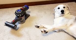 A shedding dog or cat doesn't have to ruin your decor. Best Vacuum For Dog Hair 2020 Guide Woof Whiskers
