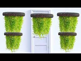 Amazing Hanging Plant Ideas Evergreen Turtle Vine Plant Hanging Garden Gardening Ideas For Home Youtube Hanging Garden Hanging Plants Bottle Garden