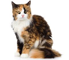 Cats pop up in many religions as well, as both angelic and devilish figures. 100 Best Calico Cat Names Female And Male Pawsome Kitty