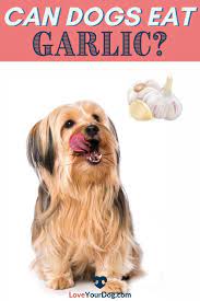 Can Dogs Eat Garlic How Much Garlic Is Toxic For Dogs Can Dogs Eat Dog Care Dogs