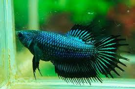 See more of crowntail betta fish on facebook. Blue Green Turquoise Crowntail Betta Female First Female Betta I Ve Seen That Is As Pretty As A Male Betta Fish Betta Beautiful Fish