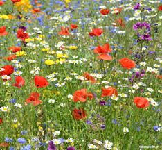 Verzorging en zaaien van weidebloemen | Happy Seeds