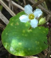 Image result for Menyanthaceae