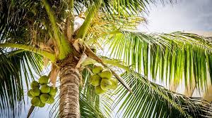 Image result for Cocos nucifera