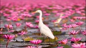 Red lotus soup size pictures new. Red Lotus Sea Udon Thani Thailand Amazing Thailand Youtube