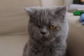 Arya Profil Sayfasi 316 Petozel Com Scottish Fold