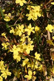 Image result for Jasminum breviflorum