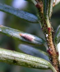 Image result for puklice švestková obrázek