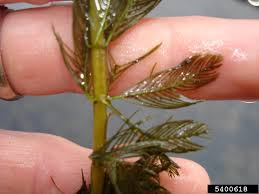 Image result for Myriophyllum spicatum