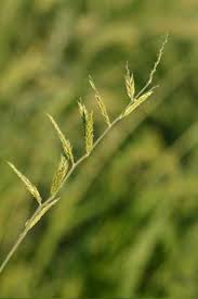 Image result for Eriochloa