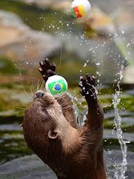Ping Pong Boop Right In The Mouth But He Loves Playing With The Ping Pong Ball Otters Cute Otters Baby Otters