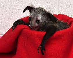 Endangered Aye Aye Born At Duke Lemur Center Lemur Aye Aye Zoo Babies