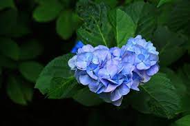 Check spelling or type a new query. The 7 Meanings You Should Know About Hydrangea