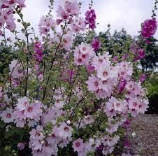 404 Not Found 1 Fiori Bouquet
