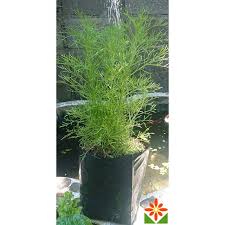 Maybe you would like to learn more about one of these? à¸• à¸™à¸œ à¸à¸Š à¸¥à¸²à¸§ à¸œ à¸à¸Š à¸¥à¸²à¸§ à¸œ à¸à¸Š à¸žà¸£ à¸­à¸¡à¸›à¸¥ à¸ Shopee Thailand