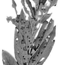 Image result for Berkheya bipinnatifida