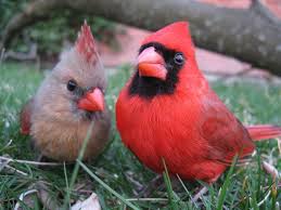 Birds Outside My Window Meaning Cardinal Pair Little Birds Beautiful Birds Pet Birds