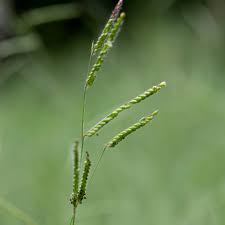 Image result for Urochloa eminii