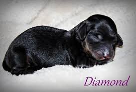 Find dachshund puppies for sale and dogs for adoption near you. Dachshund Puppies For Sale Wisconsin