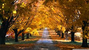 We did not find results for: 47 Fall Scenes Wallpaper And Screensavers On Wallpapersafari