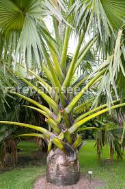 Image result for Borassus