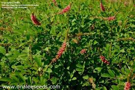 Image result for Indigofera astragalina