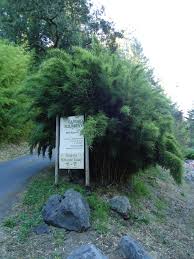 Image result for Turraea robusta