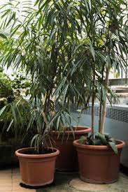 Image result for Dracaenaceae