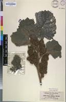 Image result for Girardinia bullosa