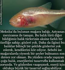 Safiye Aytek Adli Kullanicinin Bilgi Yumagi Panosundaki Pin Biliyor Muydunuz Bilgi Bilgi Karti