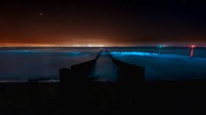 Dit geldt dus alleen wel als de alg in grote getale in het water zit. Zeevonk Alert Scheveningen Facebook